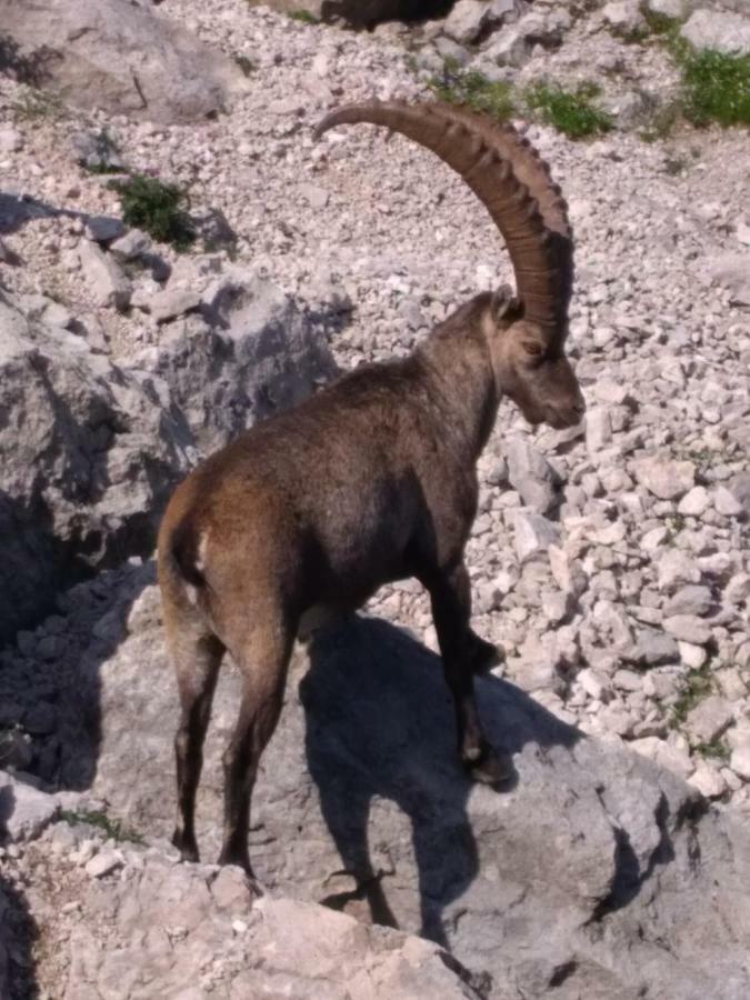 B&B Dolomia Sagron Mis Eksteriør bilde